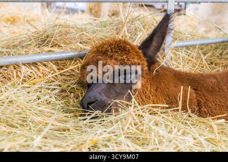 Adorable close-up of a dark reddish-brown alpaca or llama baby (cria) with a black muzzle, lying down and resting comfortably on dry straw. Stock Photo
