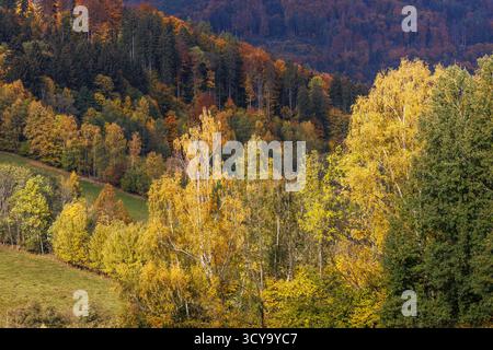 Autumn mountain landscape with colorful foliage at forest trees. Nature fall background Stock Photo