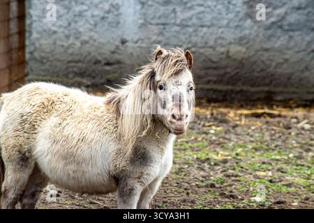 Fluffy pony with shaggy mane standing on muddy ground looking toward camera in simple farmyard environment Stock Photo