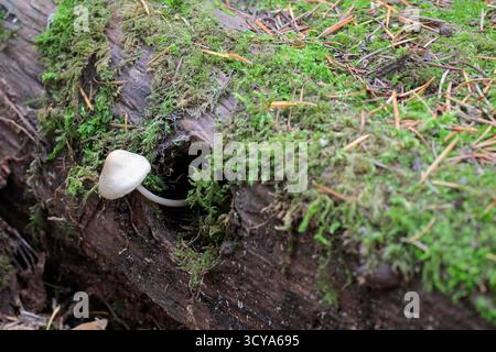 Fungi white or grey toadstool slightly ribbed domed cap and long slender stalk curved growing from inside hole in a felled tree trunk with moss Stock Photo