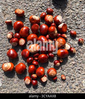 Fallen horse chestnut fruits (conkers) still in their spiny shells ...