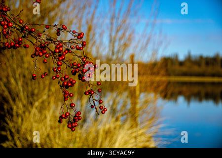 A close-up shot captures vibrant red berries on a branch, sharply focused against a soft, blurred background of golden foliage and a peaceful blue lake Stock Photo