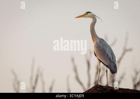 A Gray Heron, pearched on a roof, looking into the setting sun Stock Photo