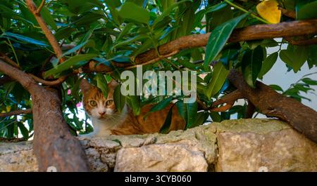Rijeka, Croatia - August 14, 2025: A curious ginger cat hides among thick green leaves, peeking through branches from atop a stone wall in soft aftern Stock Photo