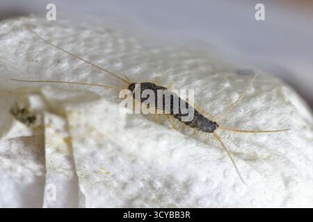 Insect feeding on paper - silverfish. Pest books and newspapers Stock ...