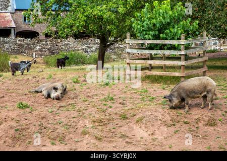 free range pigs in an farm orchard Stock Photo