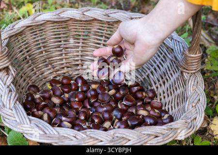 Hand Placing Freshly Picked Chestnuts into a Wicker Basket Stock Photo