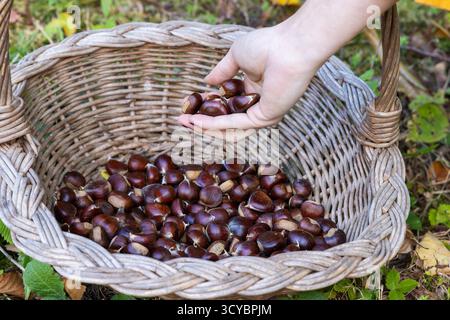 Hand Placing Freshly Picked Chestnuts into a Wicker Basket Stock Photo