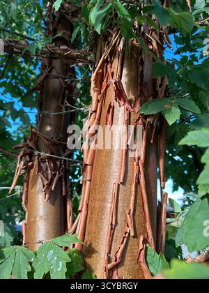 Acer griseum - paperbark maple tree, close up. Stock Photo
