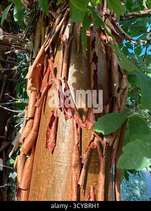 Acer griseum - paperbark maple tree, close up. Stock Photo