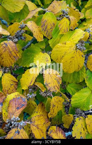 Hamamelis x intermedia Pallida autumn leaves Stock Photo
