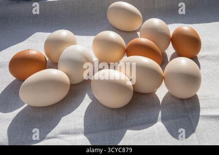 White and brown chicken eggs lying on light fabric with soft natural shadows in sunlight. Stock Photo