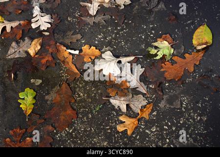 Autumn oak leaves on wet asphalt.Fallen oak leaves in shades of brown, yellow, and green lying on wet asphalt after rain. Natural fall background with Stock Photo
