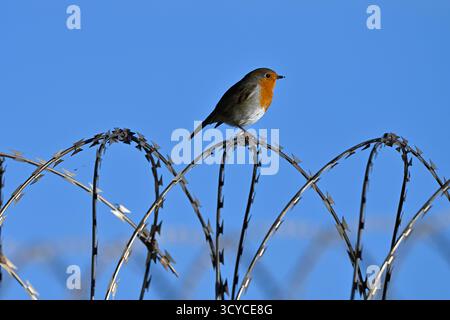 Robin perched on razor wire against blue sky UK September Stock Photo