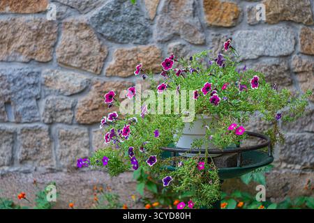 Image features a potted plant with blooming flowers against a rustic stone wall backdrop, possibly showcasing different flower varieties in colors lik Stock Photo