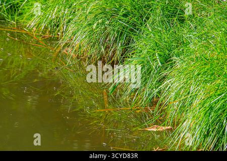 A serene, undisturbed natural scene featuring a small body of water, lush greenery, and clear reflections Implies peace, tranquility, nature, outdoor Stock Photo