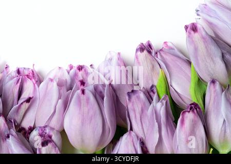 Beautiful purple tulips in full bloom, arranged elegantly on a pure white background. Floral frame adds a delicate touch. Perfect for spring themes, wallpapers, and nature-inspired designs. Stock Photo
