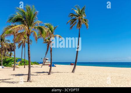 Tropical beach. Palm trees on sunny tropical beach and blue ocean in Fort Lauderdale, Florida Stock Photo