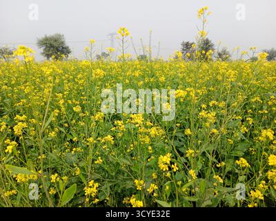 A scenic view of a vast mustard field in full bloom, showcasing a sea of vibrant yellow flowers Stock Photo
