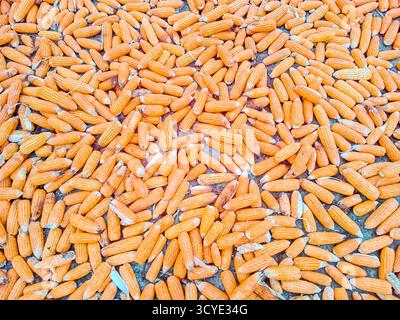 Corn Harvest Abundance freshly picked corncobs spread out to dry. The golden kernels and lush green husks a visually appealing scene. Stock Photo