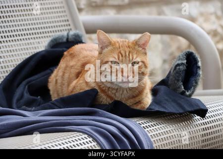 A cat rests on a bench in Jerusalem on Jan. 4, 2025. Photo by Raquel G. Frohlich. Stock Photo