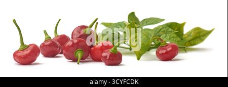 close-up of red rocoto chilies with green leaves isolated white background, soft focus concepts of fresh ingredients and spicy cuisine Stock Photo