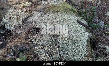 Thick layers of pale green and white lichen growing on weathered wooden surface with moss patches and small plants in forest environment Stock Photo