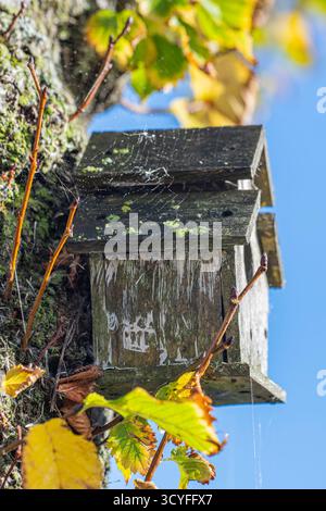 Small Old Birdhouse Hanging on Tree with Autumn Yellow Leaves — Side View in Gentle Sunlight Stock Photo