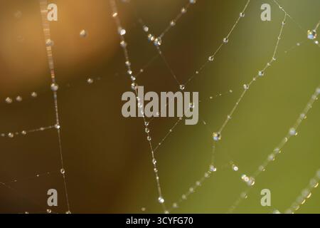 Spider Web with Large Raindrops — Macro Artistic Photography Side View with Blurred Background Stock Photo