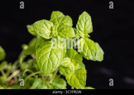 Lemon balm, common balm or balm mint on garden Stock Photo
