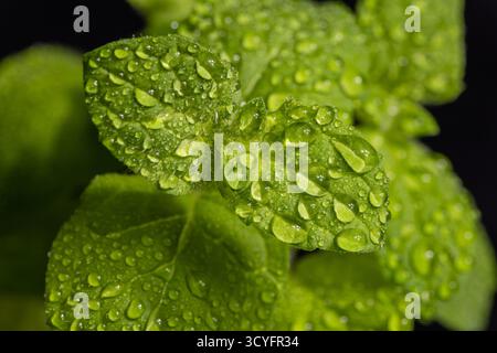Lemon balm, common balm or balm mint on garden Stock Photo