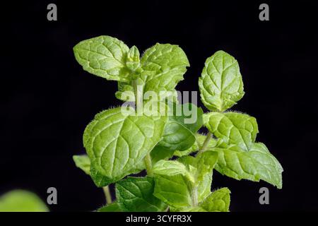 Lemon balm, common balm or balm mint on garden Stock Photo