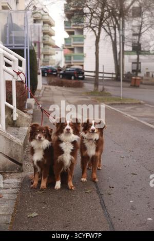 Three dogs are standing on a sidewalk in front of a building. The dogs are brown and white and are wearing collars Stock Photo