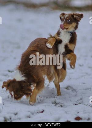 Two dogs playing in the snow, one of which is licking the other. Scene is playful and lighthearted Stock Photo