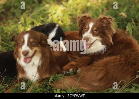 Three dogs are laying in the grass, one of which is a puppy. The puppies are all smiling and seem to be enjoying each other's company Stock Photo