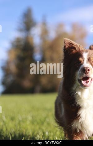 A brown and white dog is running in a grassy field. The dog is smiling and he is enjoying itself Stock Photo