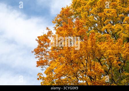 Fall foliage of a tall maple tree canopy in autumn with beautiful yellow and orange leaves against a blue sky in October Stock Photo