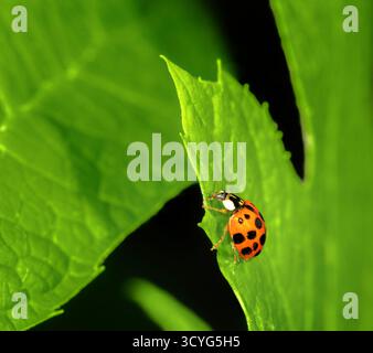Macro of a ladybug crawling on a green leaf Stock Photo