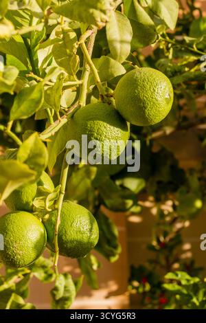 Limes Growing On Tree Branch With Green Leaves In Sunlit Garden For Fresh Fruit Theme Stock Photo