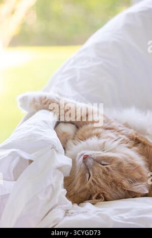 Siberian breed of cat in relax on a garden chair Stock Photo