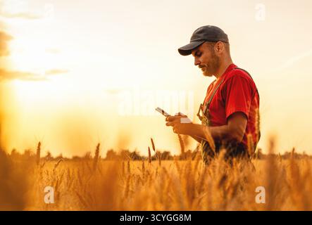 Farmer using smartphone in wheat field during sunset Stock Photo