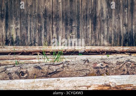 Stacked tree trunks with rough bark texture in front of old wooden wall, natural rustic countryside scene. Selective focus. Stock Photo