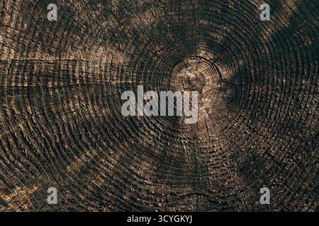 Closeup of tree trunk cross section with sapwood and growth rings. Annual growth rings visible in cut wood log surface. Top view. Stock Photo