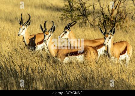 A small group of four springboks, standing in good grass up to their "go faster" stripe. Stock Photo