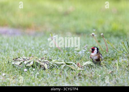 European Goldfinch (Carduelis carduelis) Feeding on Dandelion Seeds in Pas-de-Calais, France Stock Photo