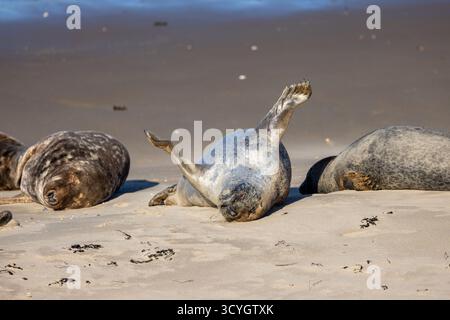 Grey Seals (Halichoerus grypus) Resting on the Beach in Dunkirk, Northern France Stock Photo
