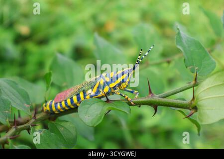 Close up of Painted Grasshopper rests on a lush green leaf. Also called aak grasshopper, Poekilocerus pictus. Stock Photo