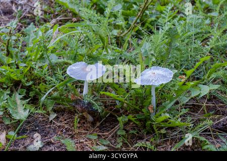 vanishing mushroom inkcap fungus hares foot harefoot lagopus coprinopsis growing in rural garden zala county hungary Stock Photo
