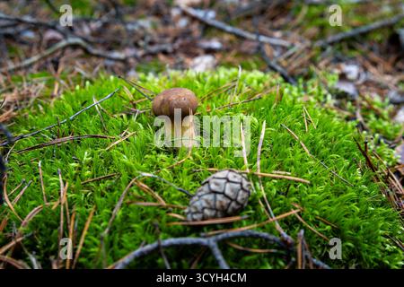 Small brown mushroom growing in green moss in autumn forest Stock Photo