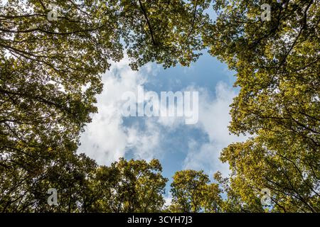 Huge London Plane trees (Platanus x hispanica) planted in 1850 in the Parc de la Devesa in Girona, Catalonia, Spain Stock Photo